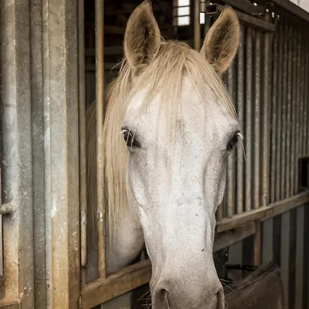 De Warincthun オーダンゲーヌ